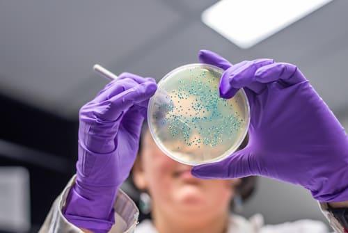 How Does Propionibacterium Acnes Cause Acne In Humans? (Exposed Stops It)