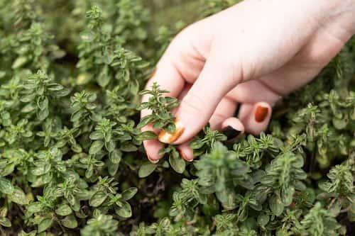 8 Reasons You Shouldn’t Use Oregano Oil for Acne