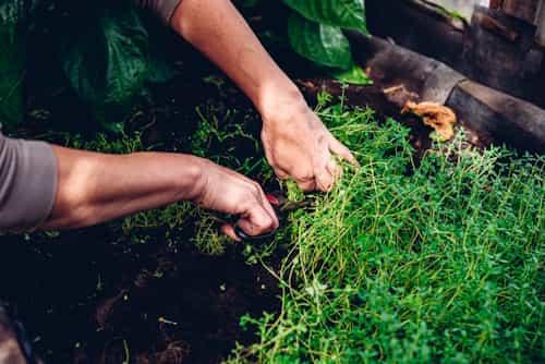 5 Reasons to Avoid Using Thyme for Acne Treatment
