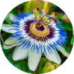 Passion Flower Extract