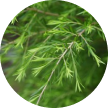 Tea Tree Oil